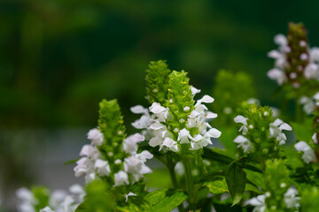 Close-up of white Bee balm (Prunella vulgaris) flowers blooming in spring