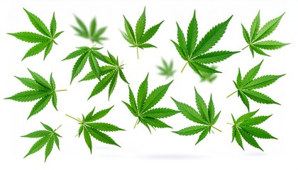 Fototapeta premium Vibrant green cannabis leaves falling against a stark white background.