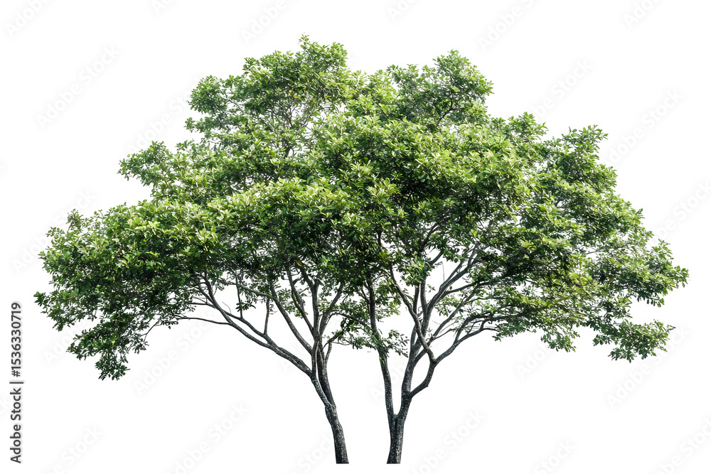 Wall mural high-resolution cluster of lush green deciduous trees isolated on transparent background png cut-out