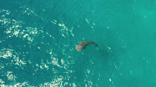 Whale shark in blue water in the open sea from above. Whale shark in the wild wildlife. Philippines,Oslob, Cebu.