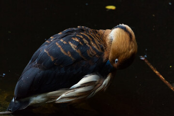 The duck is preening itself