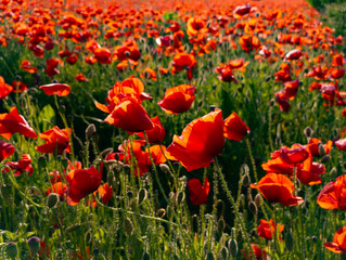 Fototapeta premium A field of red poppies in the middle of a field of green grass