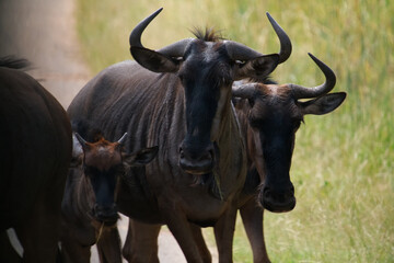 The little knu family