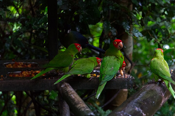 The three parrots at the eating point