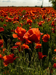 A field of red poppies in the middle of a field of green grass