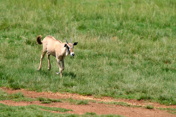 The missing antilope