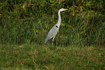 The hiding heron
