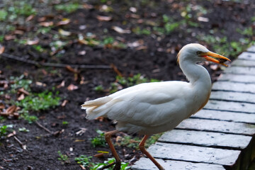 The white bird crosses the way
