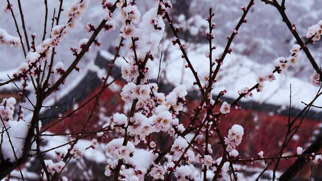 梅の花に季節外れの雪が降る 雪中梅