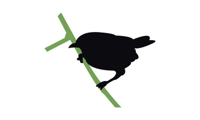 Ambon white-eye bird Silhouette Design  And Vector Illustration. 