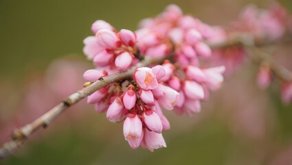 Fototapeta premium Pink Spring Flowers on Branch Soft Focus Background