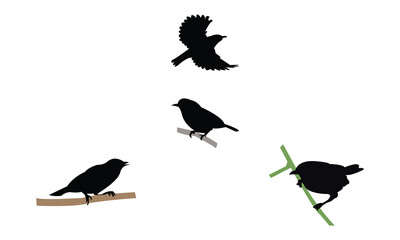 Ambon white-eye bird Silhouette Design  And Vector Illustration. 