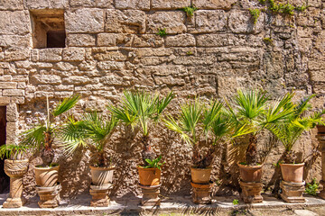 Lush green plants in terracotta pots by a stone house wall