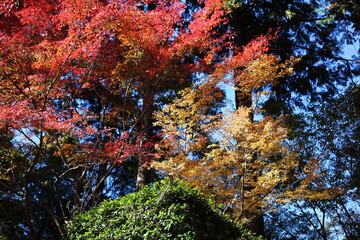 お寺の森の紅葉