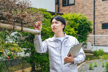 Male worker inspecting garden trees