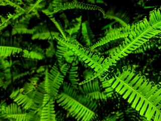 Close-Up of Bright Green Fern Leaves in Tropical Forest