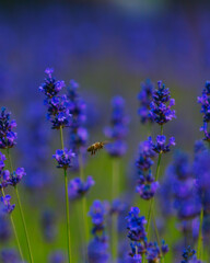 Obraz premium Blooming lavender field in the open air. Floral background. Landscape with purple flowers. Fragrant landscape on a summer day. Plant that attracts bees and insects. Landscape meadow.