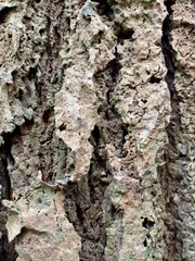 tree bark and moss,Oak bark texture. Tree bark background.