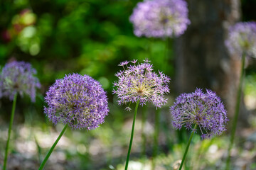 Close-up of purple Giant Allium (Allium giganteum, Giant onion) flowers blooming in early summer