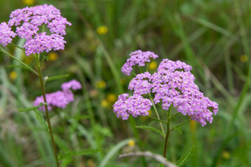 Achillea millefolium. Perennial plant Yarrow ordinary of the Asteraceae family. Flowering of the ornamental Yarrow variety Pink Grapefruit. Beautiful small pink flowers in inflorescences