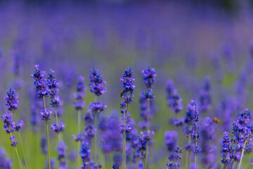 Blooming lavender field in the open air. Floral background. Landscape with purple flowers. Fragrant landscape on a summer day. Plant that attracts bees and insects. Landscape meadow.