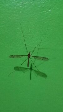 Crane fly on green wall with visible wings and long legs
