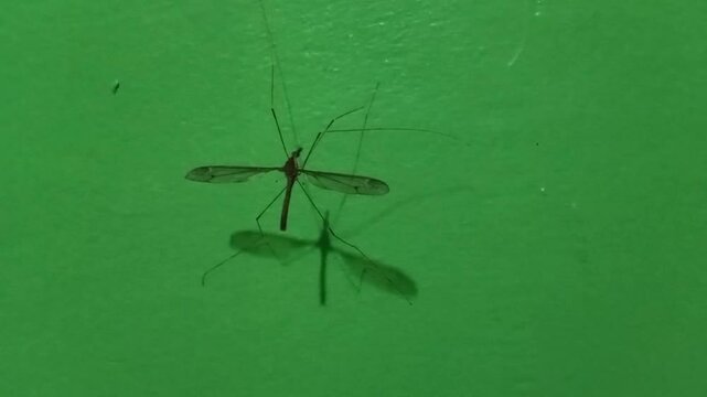 Crane fly on green wall with visible wings and long legs
