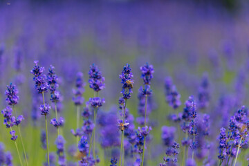 Naklejka premium Blooming lavender field in the open air. Floral background. Landscape with purple flowers. Fragrant landscape on a summer day. Plant that attracts bees and insects. Landscape meadow.