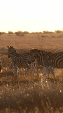  Vertical video, Zebra herd on the move at sunrise