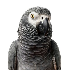 Fototapeta premium Close-up portrait of a gray parrot showcasing intricate feather details against a plain background