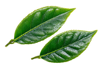 Obraz premium Two vibrant green tea leaves glistening with dew drops isolated on black background,On Transparent Background, Isolated on white