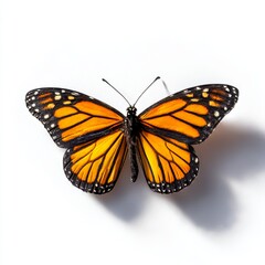 Fototapeta premium A monarch butterfly against a plain white backdrop. 