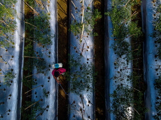 Aerial View of Chili and Vegetable Field with Farmer Spraying