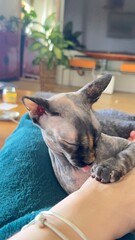 una gata sphynx con su dueña 
