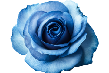 Vibrant blue rose with dew-kissed petals isolated on transparent PNG background in high resolution for versatile cutout use in floral illustrations, wedding stationery, and digital art projects
