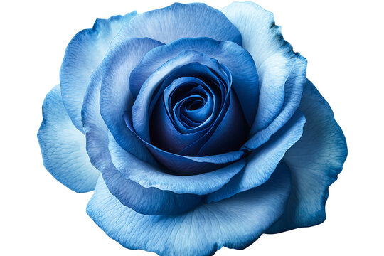 Vibrant blue rose with dew-kissed petals isolated on transparent PNG background in high resolution for versatile cutout use in floral illustrations, wedding stationery, and digital art projects - Powered by Adobe