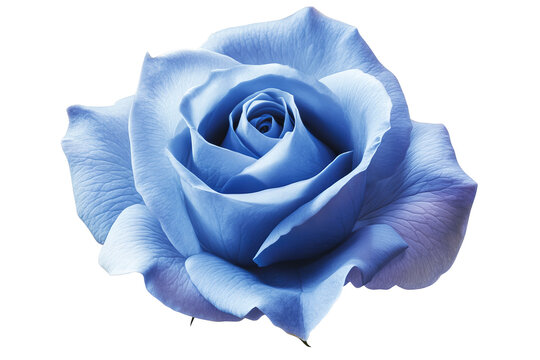 Blue Rose