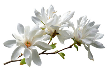 Fototapeta premium Three white magnolia blossoms on a branch against black,On Transparent Background, Isolated on white