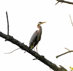 Great Blue Heron Back-lit During Sunset on A High Branch