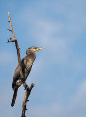 Indian Cormorant, looking sharp against the blue sky