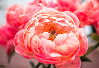 Closeup of a coral peony in full bloom © Oxana