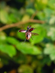 Hirschkäfer beim Flug im Sonnenuntergang über Eichenwald im Schwäbischen Albvorland.