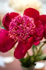 Dark red Peony lactiflora 'Walter Mains'