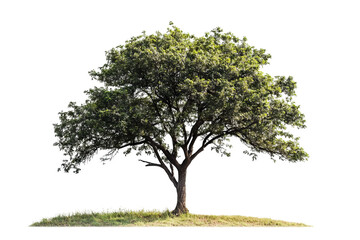 Fototapeta premium High-resolution PNG cutout of lush oak tree silhouette with transparent background for versatile graphic design and nature-themed compositions