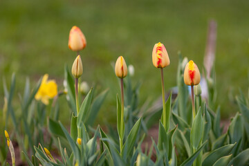 Unopened fully blooming tulips on a blurred background