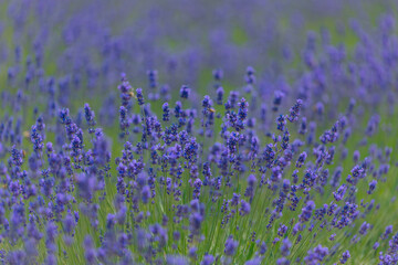 Naklejka premium Blooming lavender field in the open air. Floral background. Landscape with purple flowers. Fragrant landscape on a summer day. Plant that attracts bees and insects. Landscape meadow.