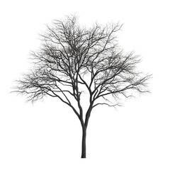 Obraz premium A bare, realistic tree with intricate branches, typical of winter, floats in mid-air against a stark white background.