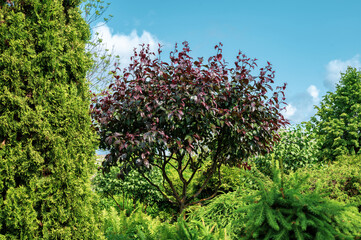 Red leaf apple tree in garden.