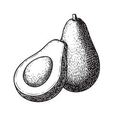 Vector hand-drawn line illustration of an avocado