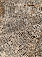 Fototapeta premium wood texture background